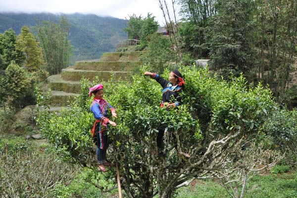 Người Cờ Lao giữ gìn bản sắc văn hóa ảnh 3